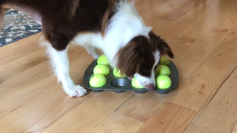 Brown and white dog noses through muffin tin to retrieve treat from under tennis ball