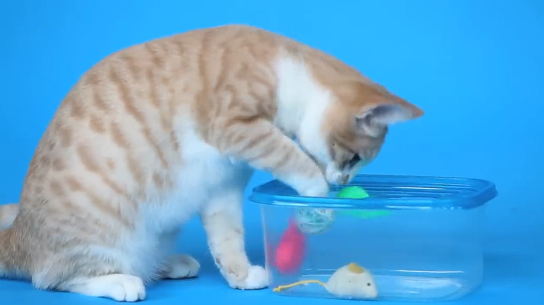 Orange and white kitten retrieves cat toys from inside a container