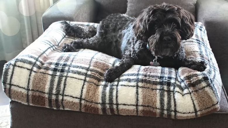 Small dog sits on sofa cushion turned into a faux fur pet bed