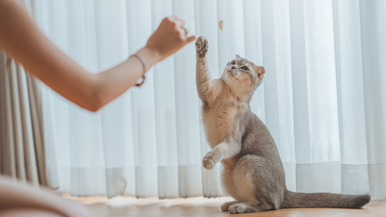 A woman playing with her cat.