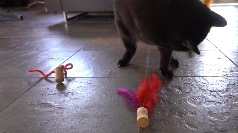 Black cat plays with cork and feather toy