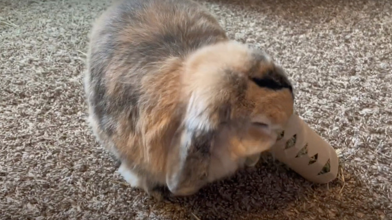 Multicolored bunny rolls around toilet paper tube on carpet