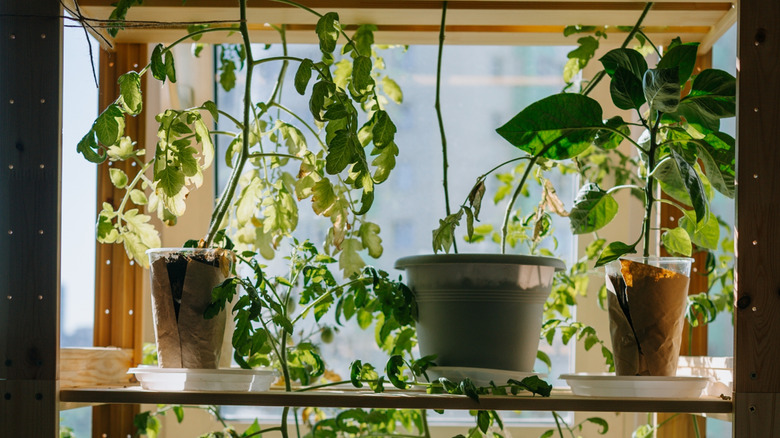 Plants on shelves in window frame