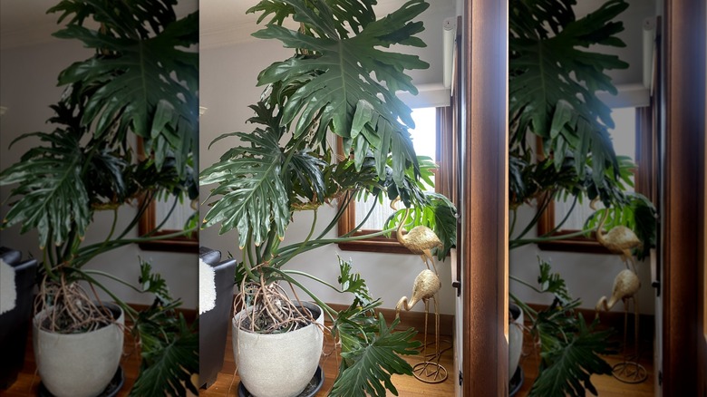 Large houseplant covering small window in home