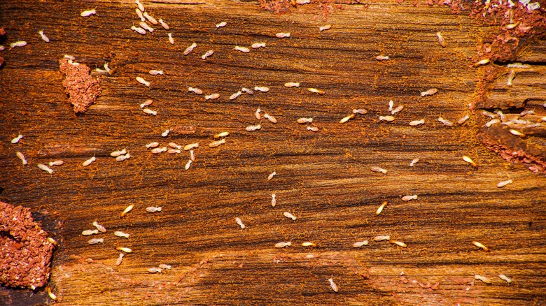 termites eating wood