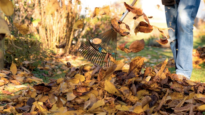 person raking leaving