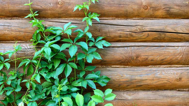 vine on a log cabin