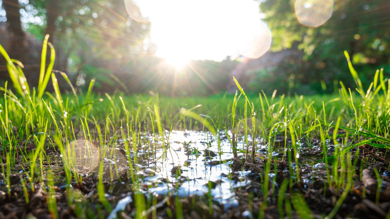 wet ground