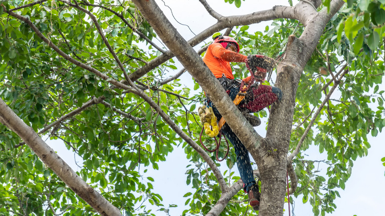 trimming a tree