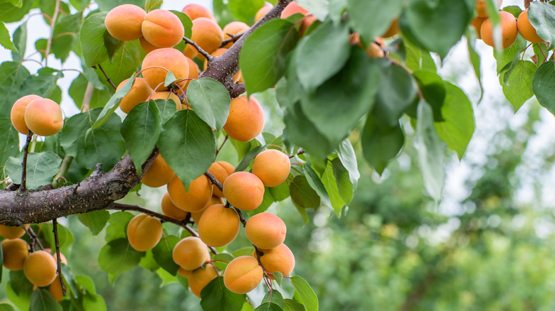 Apricot tree in orchard.