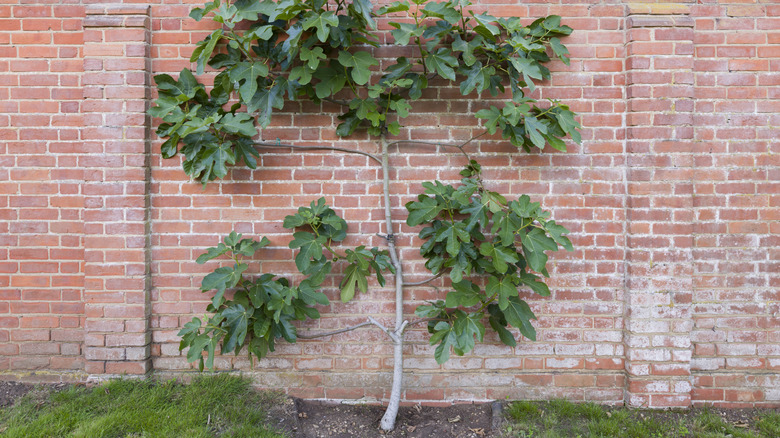 Espalier fig tree on brick wall.