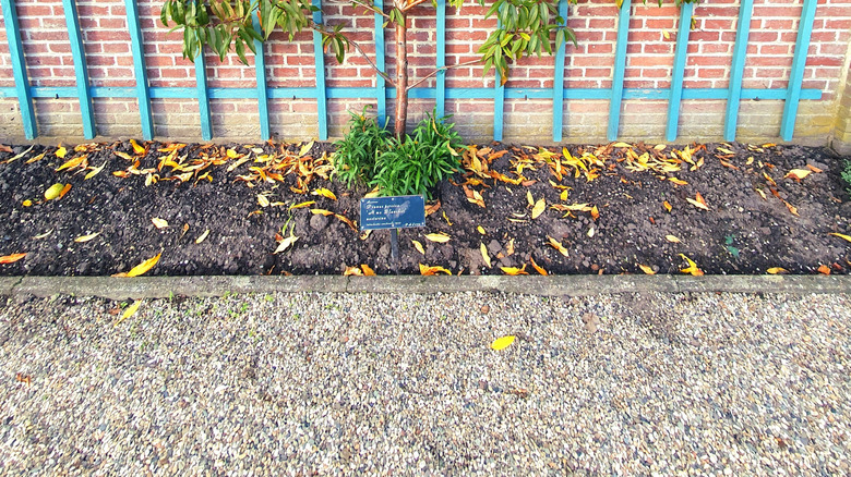 Nectarine tree espalier on wire frame and brick wall.