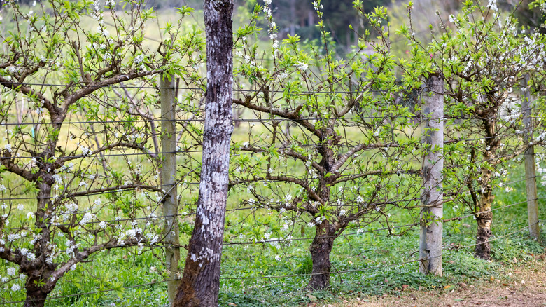 Espalier peach trees on wire fence.