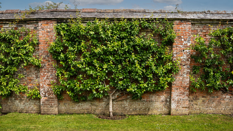 Espalier pear tree on brick wall.