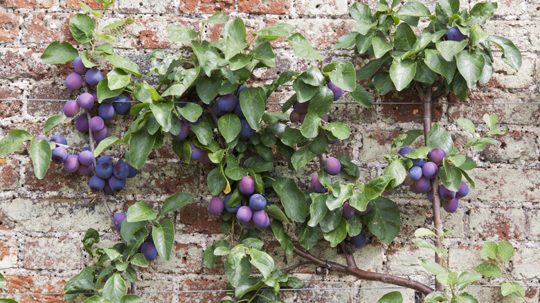 Plum tree espalier on brick wall.