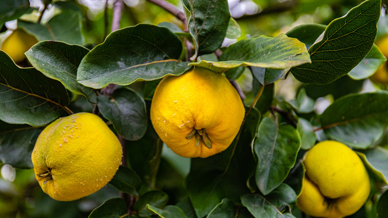 Ripe quince on tree.