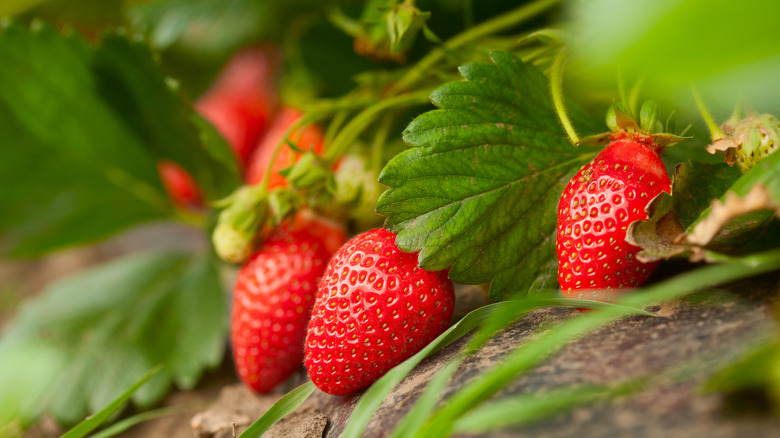 bright red strawberries