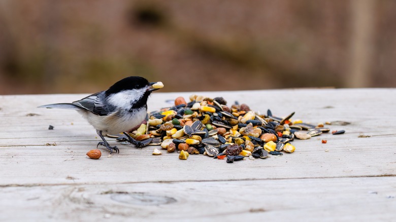 bird eating seeds on a piece of wood