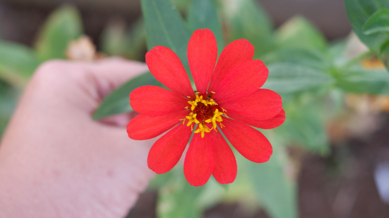 Closeup shot of a red zinnia flower