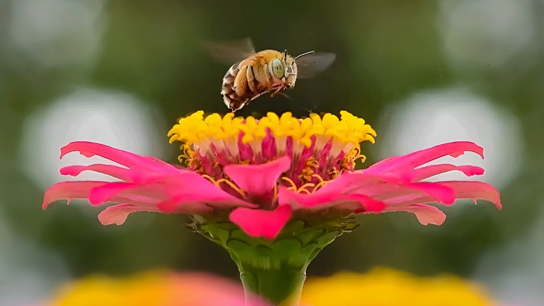 bee pollinating pink zinnia flower