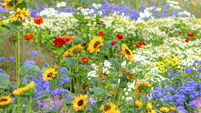 Mixed flower garden