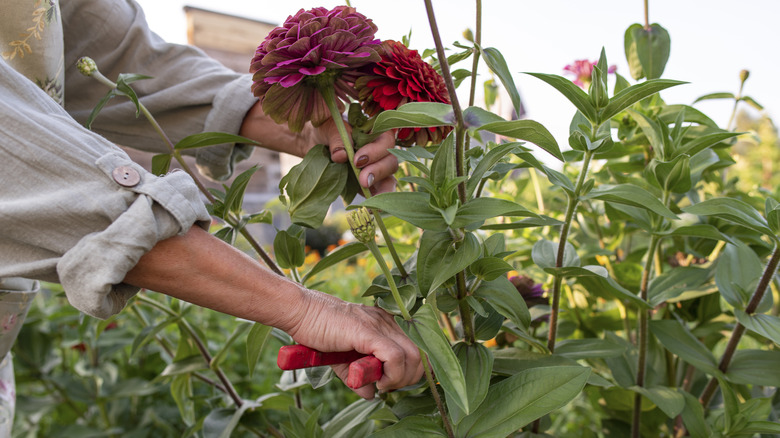 Gardening cutting zinnia flowers