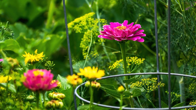 Zinnia with a wire support trellis