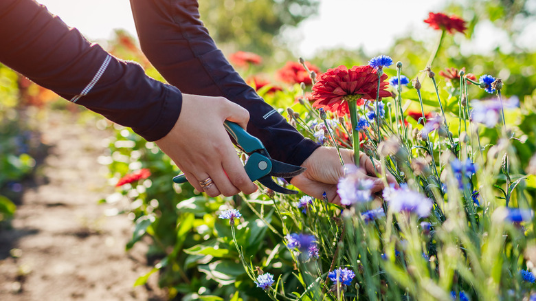 Woman tending to a zinnia garden