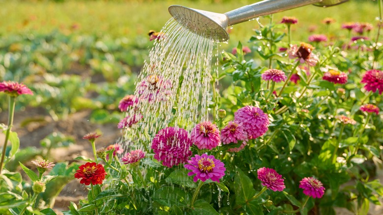 Woman watering plants in her garden