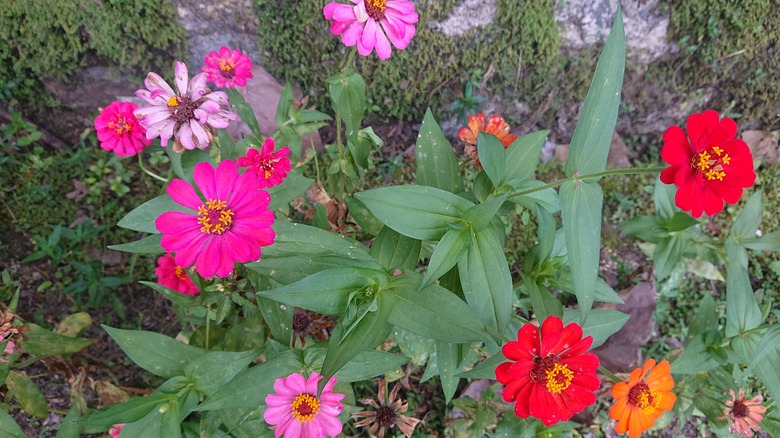 Zinnias growing in a garden