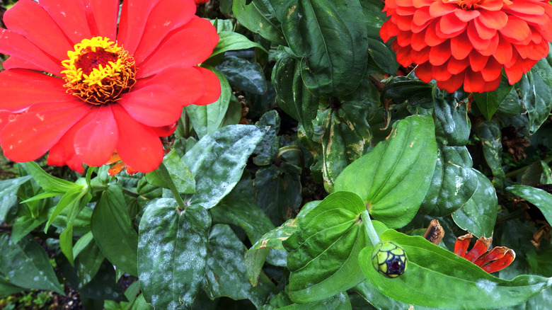 Zinnia with powdery mildew