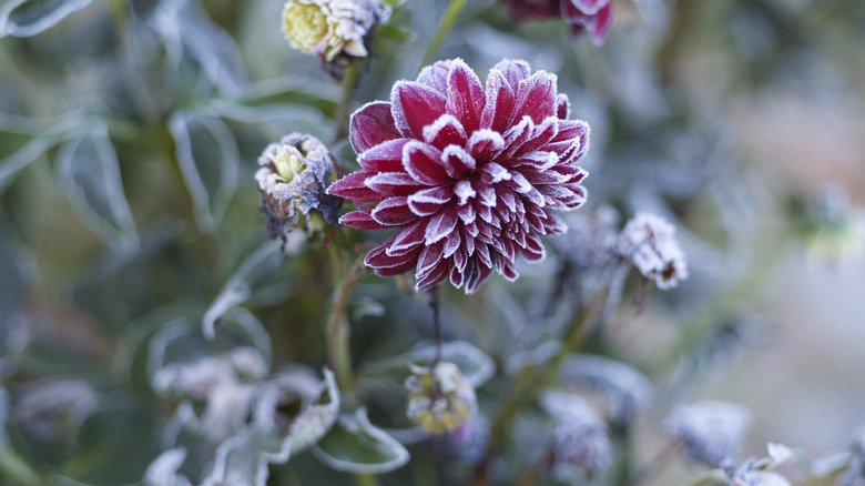 Frost-covered flowering zinnia plant 