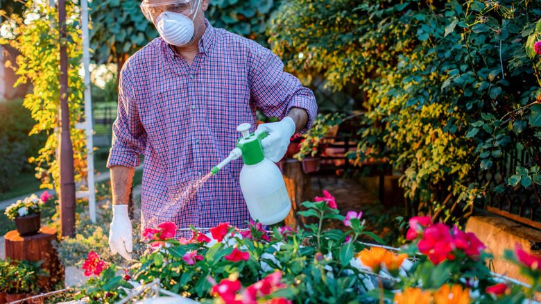 Person spraying flowers with insecticide