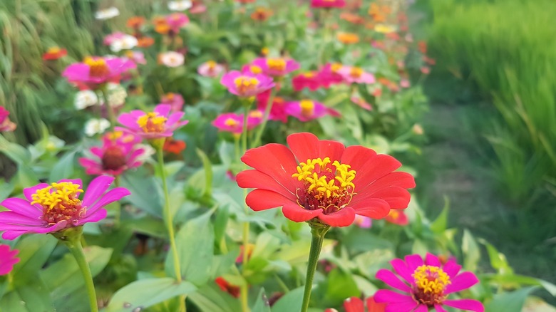 Zinnias in a garden