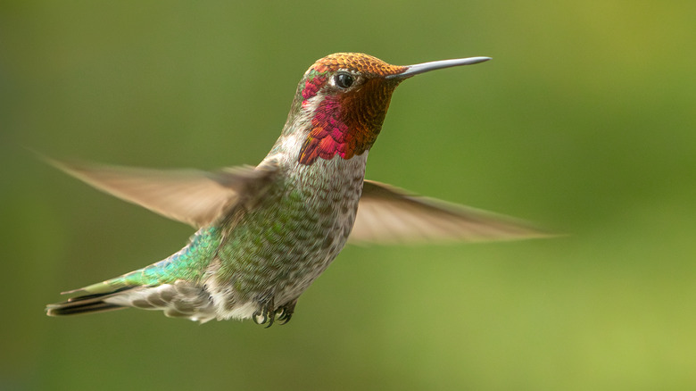 Hummingbird in flight