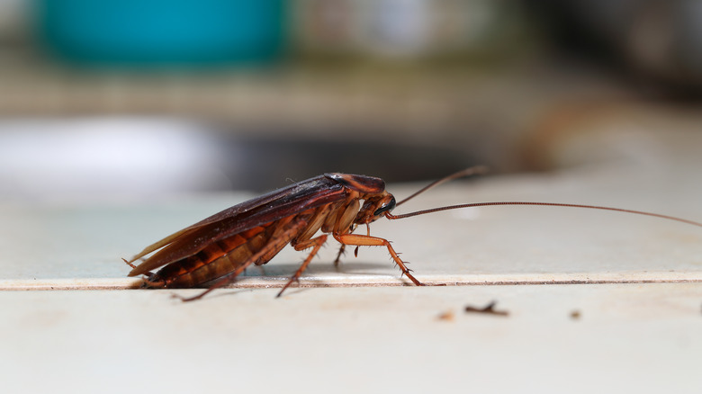 Cockroach on a surface