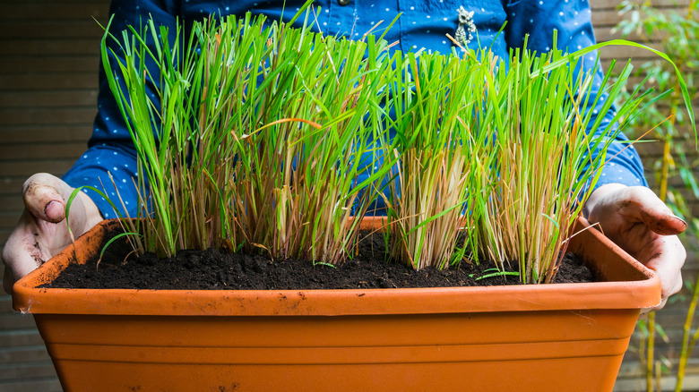 Person holding planter of lemongrass