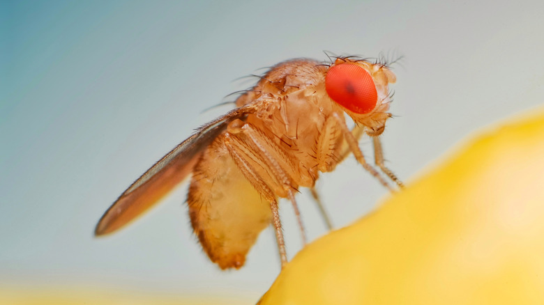 Close up shot of a fruit fly
