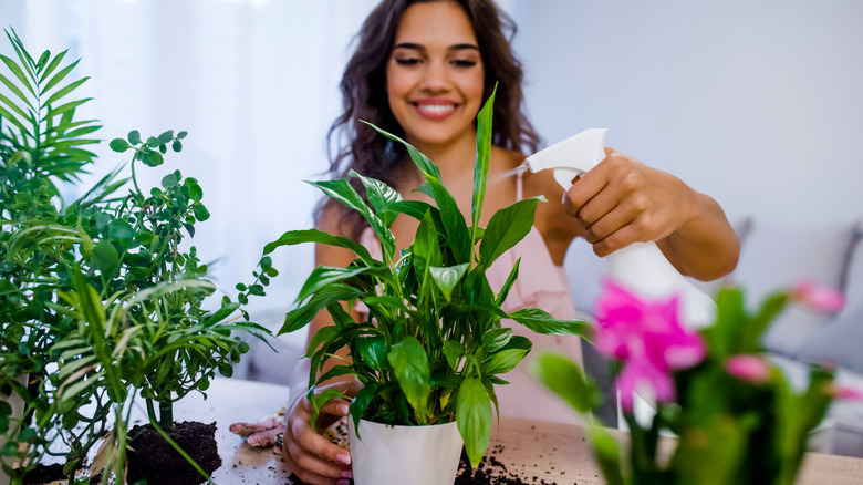 Woman spraying houseplant