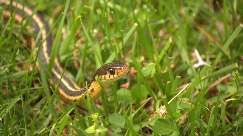 Snake crawling in the grass