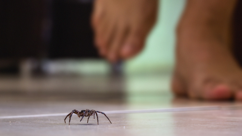 Spider running on the floor