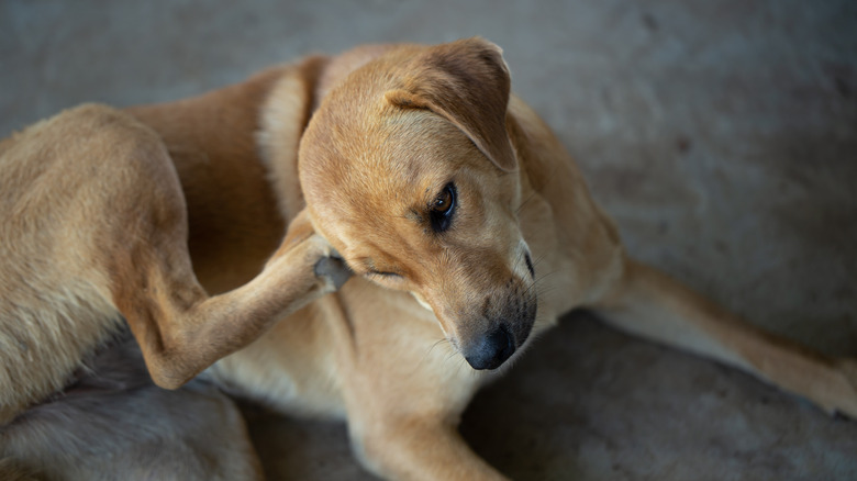 Dog scratching its ear