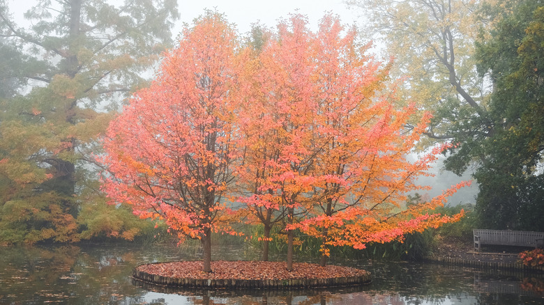 Black gum trees in a wet yard