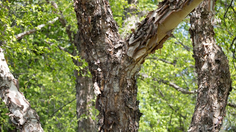 The trunk of a birch tree