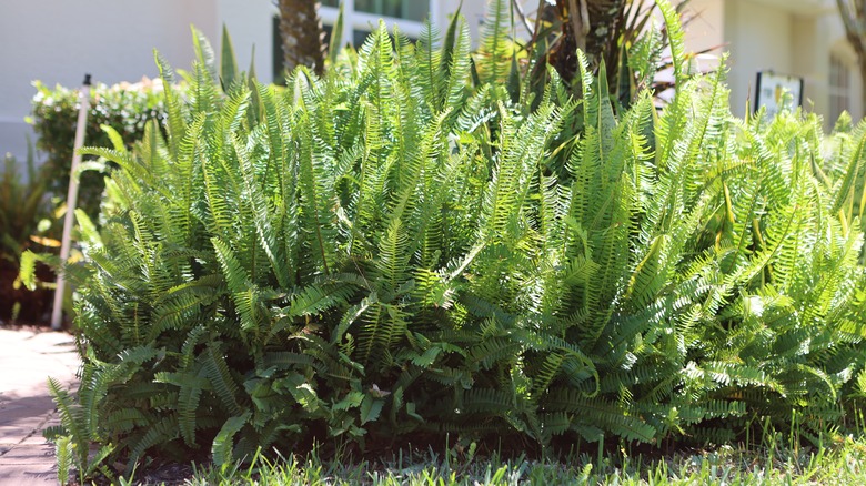 Ferns growing in a yard