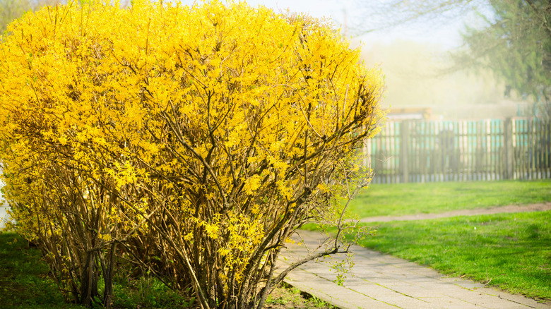 Forsythia bushes next to sidewalk