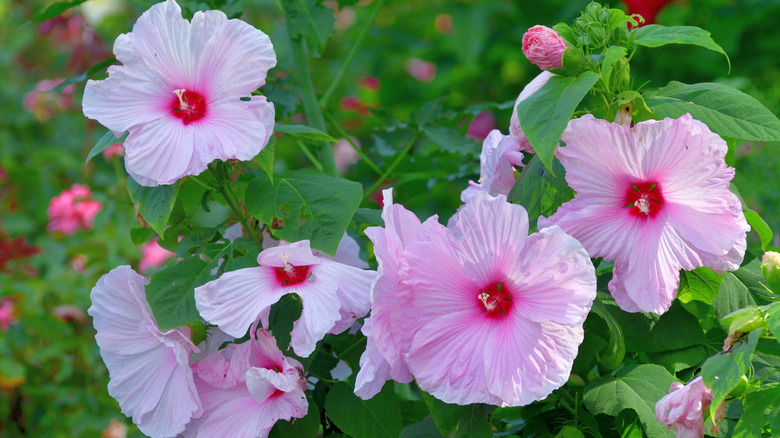 A blooming rose mallow plant