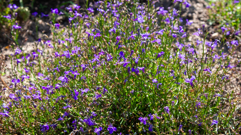 A flowering blue lobelia plant