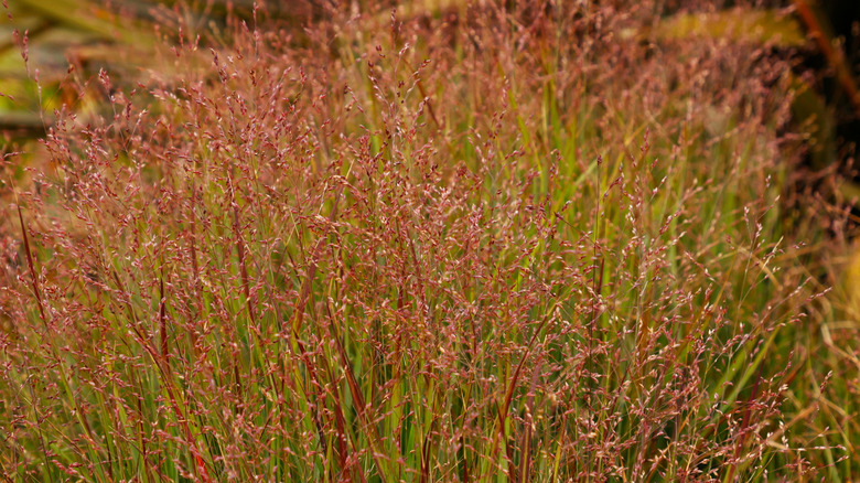 Tall red switchgrass