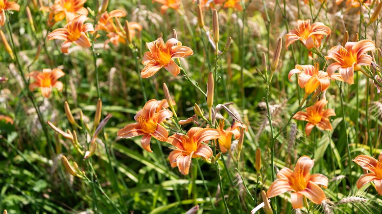 Orange daylilies in a garden